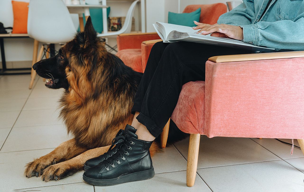 cuál es la diferencia entre un perro de terapia y un perro de apoyo emocional